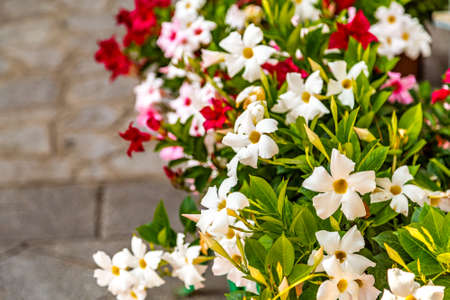 blooming flowers with green leavesの写真素材