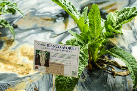 BOLOGNA, ITALY - OCTOBER 2, 2018: lights are enlightening white Ivory Cardoon Signboard in the garden at FICO EATALY WORLD, the largest agri-food park in the worldのeditorial素材