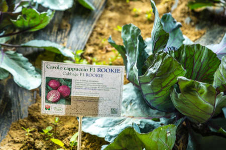 BOLOGNA, ITALY - OCTOBER 2, 2018: lights are enlightening cabbage Signboard in the garden at FICO EATALY WORLD, the largest agri-food park in the worldのeditorial素材