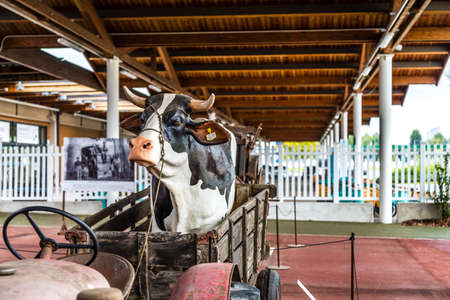 BOLOGNA, ITALY - OCTOBER 2, 2018: lights are enlightening statue of cow on cart at FICO EATALY WORLD, the largest agri-food park in the worldのeditorial素材