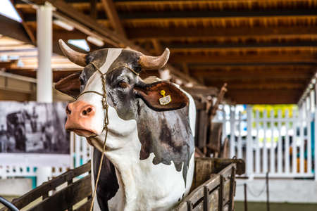 BOLOGNA, ITALY - OCTOBER 2, 2018: lights are enlightening statue of cow on cart at FICO EATALY WORLD, the largest agri-food park in the worldのeditorial素材