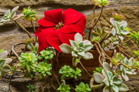 christmas flower and decorations hanging on old wall backgroundの写真素材