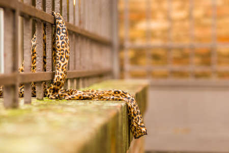 Leopard scarf left on an ancient iron railingの写真素材