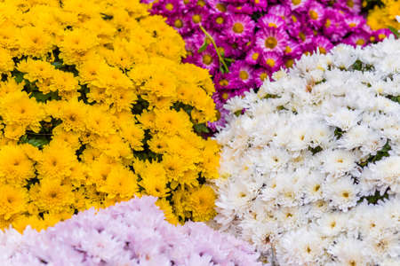 Pillows of colored flowers in a flowerbed on an autumn morning
