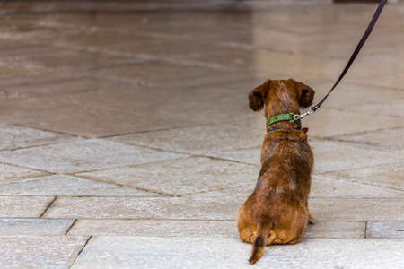 Little dog on a leash sitting and waiting