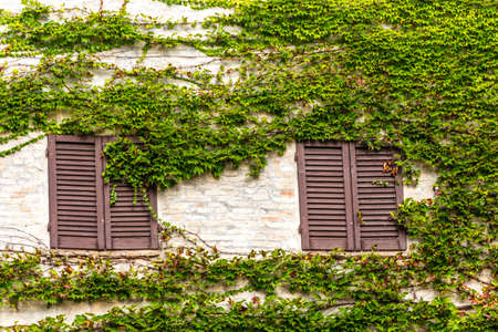 Green vine on brick wall backgroundの写真素材