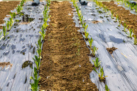 Growing vegetables in rows in vegetable gardenの写真素材