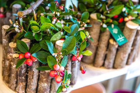 BOLOGNA, ITALY - OCTOBER 2, 2018: lights are enlightening garden decorations at FICO EATALY WORLD, the largest agri-food park in the worldのeditorial素材