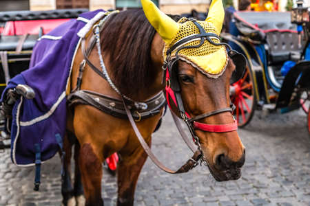 horses of carriages standing while waiting for tourists to visit Romeの写真素材