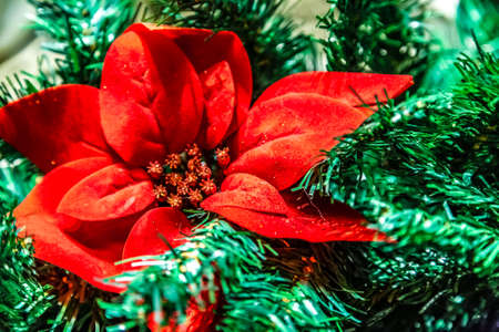 red flowers in Christmas decorationの写真素材