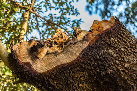 woodworm holes in cut trunk