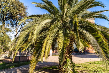 green palm tree in public parkの写真素材