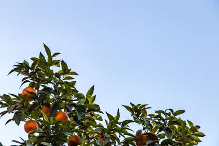 orange fruit on branches of treeの写真素材