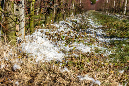 chicken feathers used for mulching orchards according to agricultural tradition in Emilia Romagna in Italyの写真素材