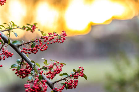 closeup of red berries of firethorn in winterの写真素材