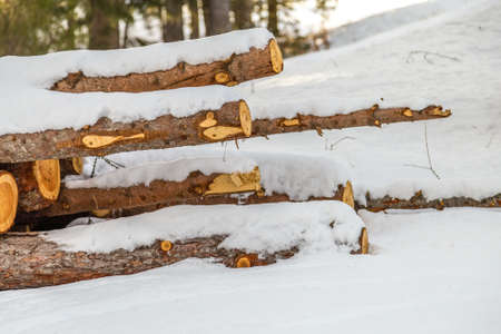 sunset on logs in snowy mountain in Italy