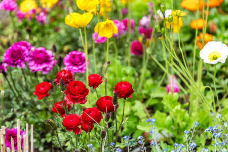 bed of colorful flowers in green gardenの写真素材
