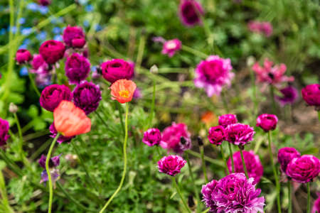 bed of colorful flowers in green gardenの写真素材