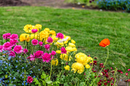 bed of colorful flowers in green gardenの写真素材