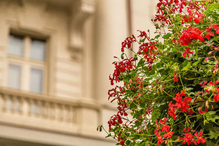 hanging red geraniums near ancient buildingの写真素材