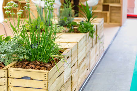 plants in wooden boxes in exhibition
