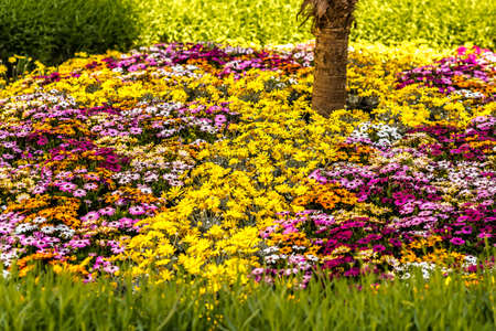 colorful flowers in urban garden
