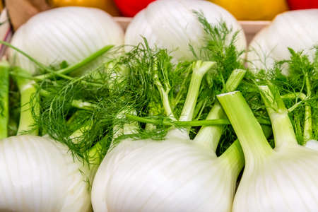 closeup of fresh vegetables, fennelの写真素材