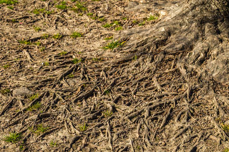 background of several roofs of tree