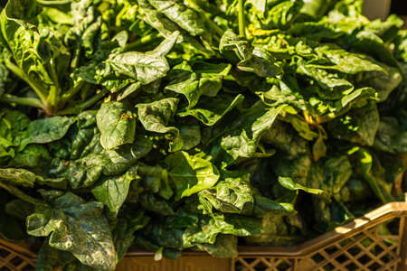 closeup of fresh green vegetables for sale in market