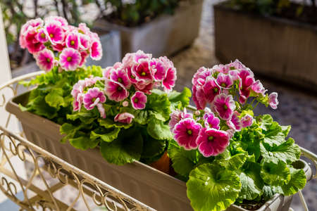 closeup of pink flowers in potの写真素材
