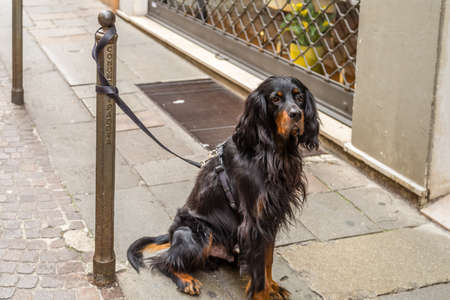PADOVA, ITALY - FEBRUARY 23, 2019: dog tied to bollard waiting for ownerの写真素材