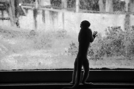 World of animals in cagesの写真素材