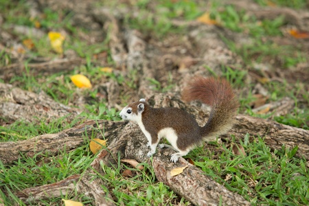cute squirrelの写真素材