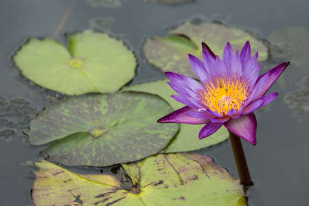 Purple water lily in the poolの写真素材