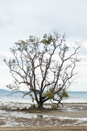 Dead and dry  trees caused by global warming.の写真素材