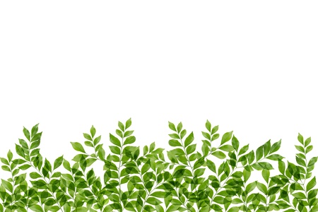 green fresh leaves frame の写真素材