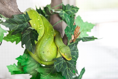 Snake - Green tree pythonの写真素材