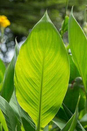 Canna Lily leavesの写真素材
