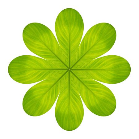 Green flower from leaf isolated on whiteの写真素材