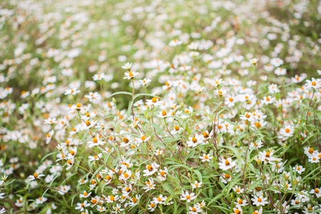 Profusion white flowerの写真素材