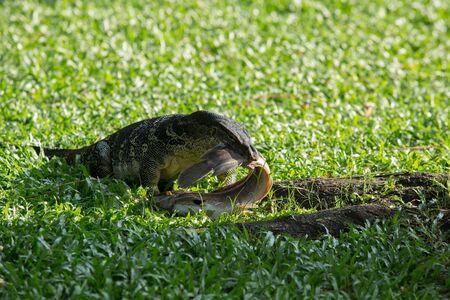 Water Monitor lizard with catching catfishの写真素材