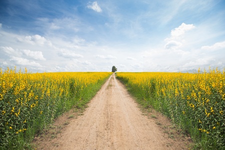 Yellow flower field with a roadの写真素材