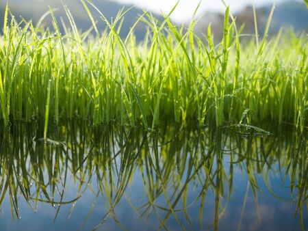 Green grass with water reflexの写真素材