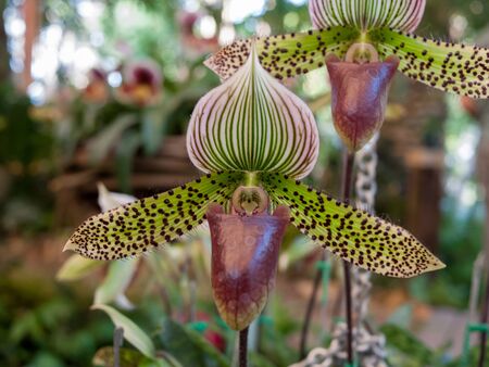 Paphiopedilum sukhakulii の写真素材