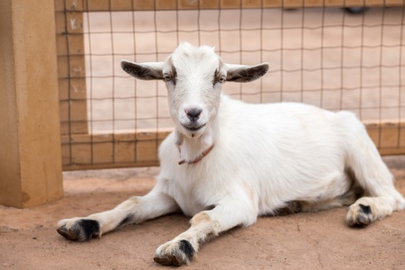 White goatの写真素材