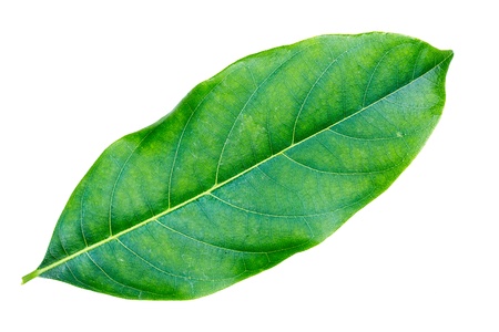 Jack fruit leaf isolated on white background 