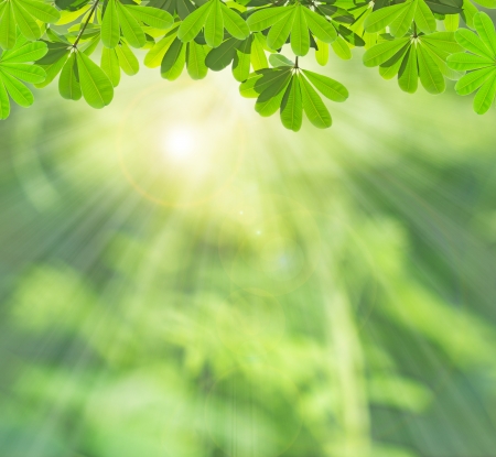 Green leaf in summer Green leaf in summer