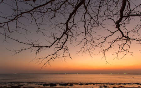 Dead branch at sunset beach
