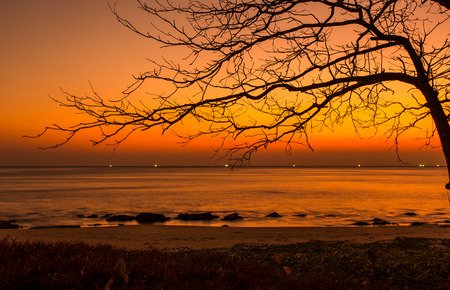 Silhouette dead tree at sunsetの写真素材