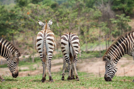 Zebra in the fieldの写真素材